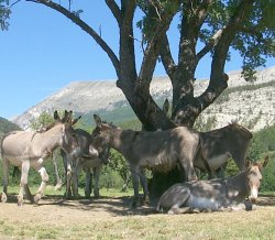 les anes sous un arbre