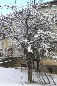 arbre sous la neige