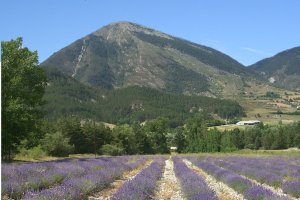 champ de lavande