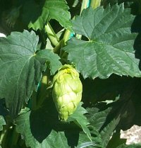 cone de houblon