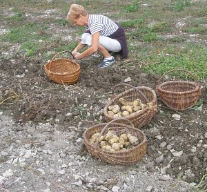 ramassage des patates