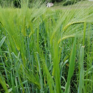 Orge, Blé, Houblon : ça pousse !