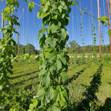 Houblon : ca pousse !