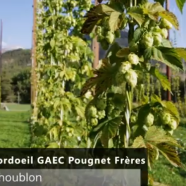 La récolte du houblon à la BRASSERIE CORDOEIIL