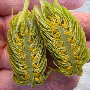 Houblon 2025